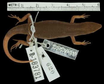 Media type: image;   Herpetology R-183781 Aspect: dorsal